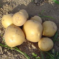 �����������������C���[�W